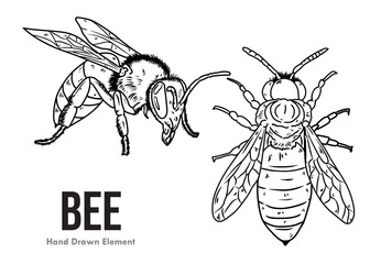 bee sketch vector on white background