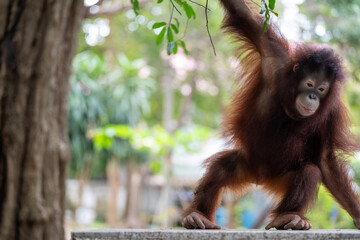 Young orangutan explores natural habitat while showing playful behavior in a lush environment