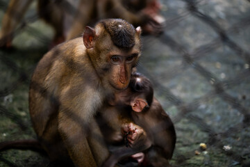 Playful monkey interacts with its young offspring in a shaded outdoor enclosure during daytime
