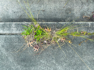 Naklejka premium Photograph of grass and weeds growing out of a gap in a concrete pedestrian footpath.