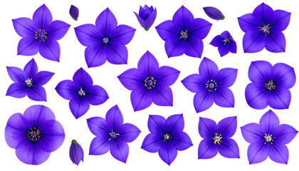 Obraz premium Beautiful Purple Flowers Collection for Nature and Design Projects
