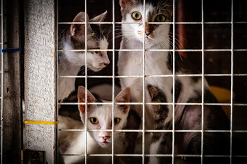 Three cats in a shelter cage waiting for adoption and a new home, highlighting their playful and...
