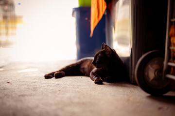 Black cat lounging near garbage bin in sunny alley during afternoon