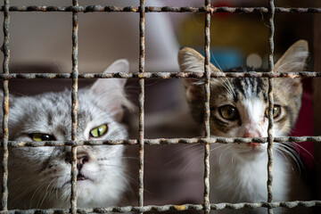 Cats looking through wire cage in an animal shelter during daylight