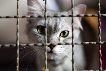 Cat peering through a metal cage at an animal shelter during a sunny afternoon