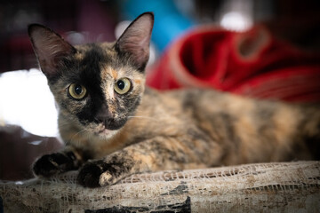 Cat resting on burlap sack in a cozy setting with colorful background