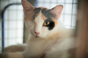 Unique one-eyed cat relaxing in a cozy shelter environment during the afternoon