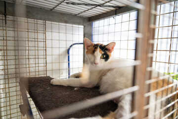 Cat resting peacefully in shelter enclosure during midday sun in a calm and cozy environment