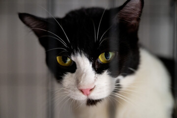 Black and white cat gazes intently from a shelter cage during afternoon hours in a cozy animal rescue environment