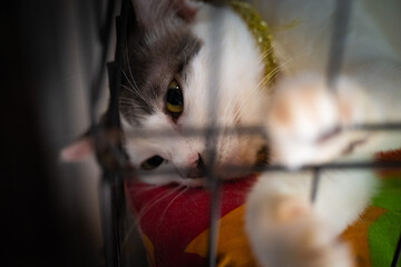 A cat lounging inside a cage with its paw reaching out during a quiet moment in the afternoon
