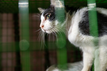 Cat observing its surroundings while resting in a shelter enclosure during a sunny afternoon