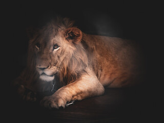 Lion resting in the darkness with a chain around its neck in an enclosed space