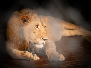 Majestic lion resting on wooden floor in a quiet enclosure during midday light hours