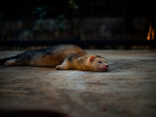 Ferret resting peacefully on warm concrete surface in late afternoon sunlight at an outdoor habitat