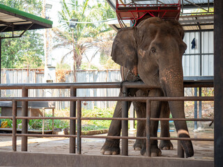 Elephant in a sanctuary enjoying a sunny day while tethered in a secure enclosure during midday hours