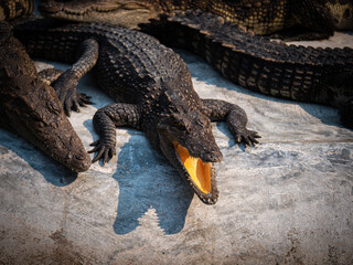 Crocodiles basking in the sun beside a river in the wild during a bright afternoon
