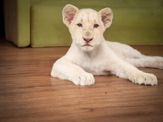 White lion cub relaxes indoors on wooden floor near green couch in cozy setting