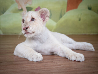 Young white lion cub resting comfortably on a wooden floor in an indoor environment surrounded by colorful murals