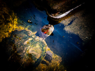 Turtle swims gracefully in clear water among rocks during sunny daylight in a peaceful natural setting