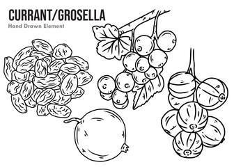 vector illustration of Currant 