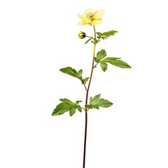 Pale Yellow Flower Stem