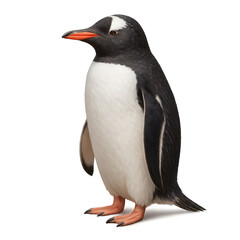 Obraz premium Gentoo Penguin Portrait