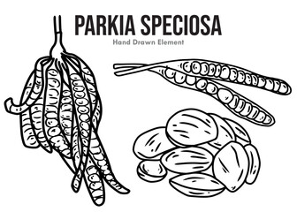 hand drawn vector illustration of Parkia Speciosa 