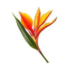 Tropical flower, vibrant orange