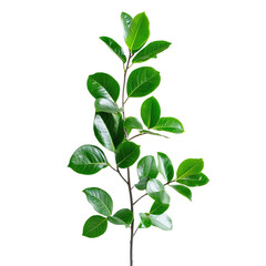 Fototapeta premium Lush green foliage branch
