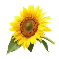 Obraz premium Sunflower close-up
