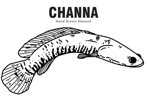 vector illustration of a channa fish