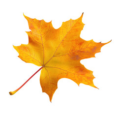 Obraz premium Autumn Leaf Image