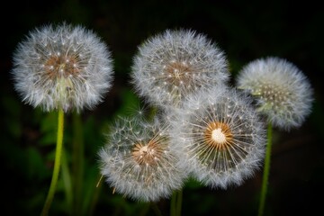 Close-up image with a group of white dandelions seeds in the meadow.