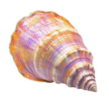 Colorful spiral seashell