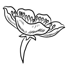 Free hand Sakura flower vector set, Beautiful line art Peach blossom isolate on white background.Cherry blossom illustration set.Element for weding card or printing on backdrop.