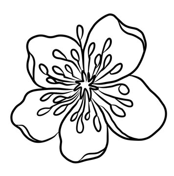 recommend clip art: Free hand Sakura flower vector set, Beautiful line art Peach blossom isolate on white background.Cherry blossom illustration set.Element for weding card or printing on backdrop.