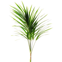 Tropical palm plant. Lush leaves