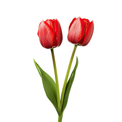 Fototapeta premium Two vibrant red tulips