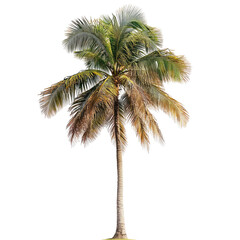Obraz premium Tropical palm tree, vibrant colors