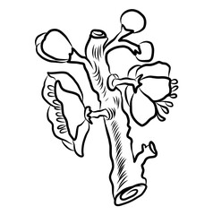 Free hand Sakura flower vector set, Beautiful line art Peach blossom isolate on white background.Cherry blossom illustration set.Element for weding card or printing on backdrop.