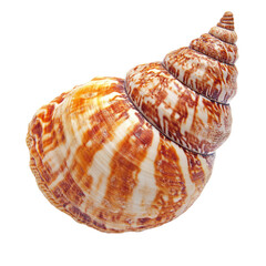 Detailed seashell close-up