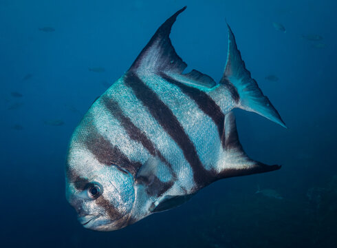 Atlantic Spadefish in Laje de Santos, Brazil
