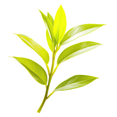 Fototapeta premium Tea Leaves Illustration