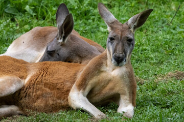 kangourou