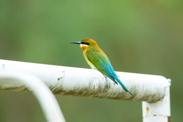 bee eater bird