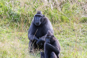 macaque noir à crête