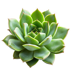 Fototapeta premium Succulent plant close-up (1)
