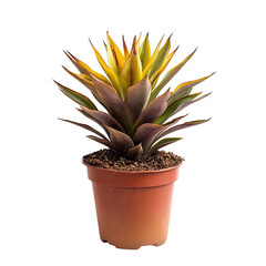Fototapeta premium Succulent in terracotta pot