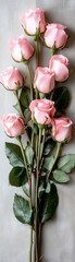 Neatly arranged row of pink roses against a soft textured backdrop overhead view with natural light highlighting the delicate beauty of the flowers