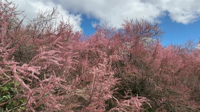 Tamarix flowering shrub covered pink flowers.